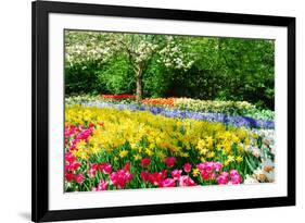 Colorful Springflowers and Blossom in Dutch Spring Garden 'Keukenhof' in Holland-dzain-Framed Photographic Print