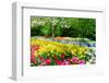 Colorful Springflowers and Blossom in Dutch Spring Garden 'Keukenhof' in Holland-dzain-Framed Photographic Print