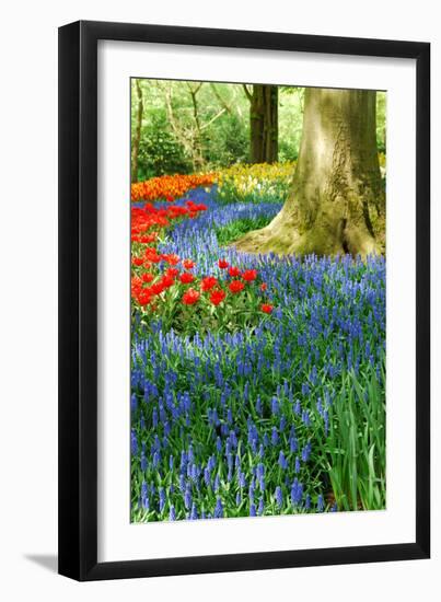 Colorful Springflowers in Dutch Spring Garden 'Keukenhof' in Holland-dzain-Framed Photographic Print
