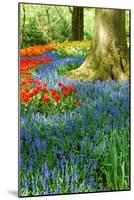 Colorful Springflowers in Dutch Spring Garden 'Keukenhof' in Holland-dzain-Mounted Photographic Print