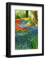 Colorful Springflowers in Dutch Spring Garden 'Keukenhof' in Holland-dzain-Framed Photographic Print