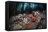 Colorful Starfish Cover the Bottom of a Giant Kelp Forest-Stocktrek Images-Framed Stretched Canvas