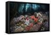 Colorful Starfish Cover the Bottom of a Giant Kelp Forest-Stocktrek Images-Framed Stretched Canvas
