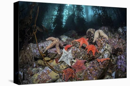 Colorful Starfish Cover the Bottom of a Giant Kelp Forest-Stocktrek Images-Stretched Canvas