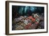 Colorful Starfish Cover the Bottom of a Giant Kelp Forest-Stocktrek Images-Framed Photographic Print