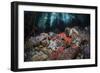 Colorful Starfish Cover the Bottom of a Giant Kelp Forest-Stocktrek Images-Framed Photographic Print