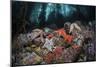 Colorful Starfish Cover the Bottom of a Giant Kelp Forest-Stocktrek Images-Mounted Photographic Print