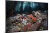 Colorful Starfish Cover the Bottom of a Giant Kelp Forest-Stocktrek Images-Mounted Photographic Print