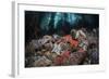 Colorful Starfish Cover the Bottom of a Giant Kelp Forest-Stocktrek Images-Framed Photographic Print