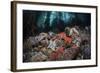 Colorful Starfish Cover the Bottom of a Giant Kelp Forest-Stocktrek Images-Framed Photographic Print