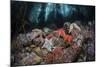 Colorful Starfish Cover the Bottom of a Giant Kelp Forest-Stocktrek Images-Mounted Photographic Print