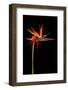 Colorful Strelitzia Flower; also Called Bird of Paradise Flower-Johan Swanepoel-Framed Photographic Print