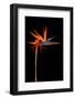 Colorful Strelitzia Flower; also Called Bird of Paradise Flower-Johan Swanepoel-Framed Photographic Print