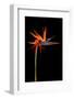 Colorful Strelitzia Flower; also Called Bird of Paradise Flower-Johan Swanepoel-Framed Photographic Print