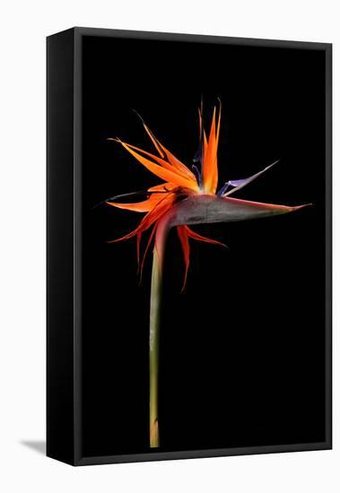 Colorful Strelitzia Flower; also Called Bird of Paradise Flower-Johan Swanepoel-Framed Stretched Canvas