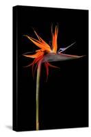 Colorful Strelitzia Flower; also Called Bird of Paradise Flower-Johan Swanepoel-Stretched Canvas