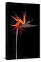 Colorful Strelitzia Flower; also Called Bird of Paradise Flower-Johan Swanepoel-Stretched Canvas