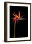 Colorful Strelitzia Flower; also Called Bird of Paradise Flower-Johan Swanepoel-Framed Photographic Print