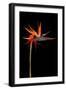 Colorful Strelitzia Flower; also Called Bird of Paradise Flower-Johan Swanepoel-Framed Photographic Print