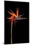 Colorful Strelitzia Flower; also Called Bird of Paradise Flower-Johan Swanepoel-Mounted Photographic Print