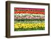 Colorful Strokes of Tulips in Famous Dutch Spring Garden 'Keukenhof' Holland-dzain-Framed Photographic Print