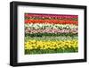 Colorful Strokes of Tulips in Famous Dutch Spring Garden 'Keukenhof' Holland-dzain-Framed Photographic Print