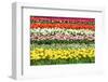 Colorful Strokes of Tulips in Famous Dutch Spring Garden 'Keukenhof' Holland-dzain-Framed Photographic Print