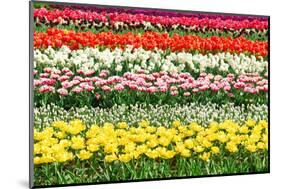 Colorful Strokes of Tulips in Famous Dutch Spring Garden 'Keukenhof' Holland-dzain-Mounted Photographic Print