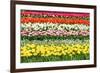 Colorful Strokes of Tulips in Famous Dutch Spring Garden 'Keukenhof' Holland-dzain-Framed Photographic Print