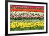 Colorful Strokes of Tulips in Famous Dutch Spring Garden 'Keukenhof' Holland-dzain-Framed Photographic Print