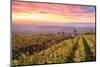 Colorful Sunrise over the Vineyards of Ville Dommange, Champagne Ardenne, France-Matteo Colombo-Mounted Photographic Print