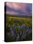 Colorful Sunrise over the Wildflowers of the Columbia River Gorge in Washington-Miles Morgan-Stretched Canvas