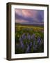 Colorful Sunrise over the Wildflowers of the Columbia River Gorge in Washington-Miles Morgan-Framed Photographic Print