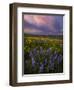 Colorful Sunrise over the Wildflowers of the Columbia River Gorge in Washington-Miles Morgan-Framed Photographic Print