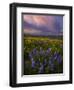 Colorful Sunrise over the Wildflowers of the Columbia River Gorge in Washington-Miles Morgan-Framed Photographic Print