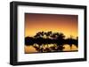 Colorful sunset at watering hole. Camelthorn Lodge. Hwange National Park. Zimbabwe.-Tom Norring-Framed Photographic Print