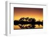 Colorful sunset at watering hole. Camelthorn Lodge. Hwange National Park. Zimbabwe.-Tom Norring-Framed Photographic Print