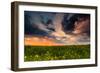 Colorful Sunset in Yellow Rapeseed Field-Oleg Saenco-Framed Photographic Print