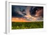 Colorful Sunset in Yellow Rapeseed Field-Oleg Saenco-Framed Photographic Print