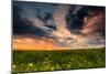 Colorful Sunset in Yellow Rapeseed Field-Oleg Saenco-Mounted Photographic Print