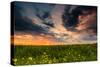Colorful Sunset in Yellow Rapeseed Field-Oleg Saenco-Stretched Canvas