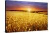 Colorful Sunset over Wheat Field.-Elenamiv-Stretched Canvas