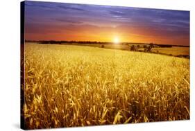 Colorful Sunset over Wheat Field.-Elenamiv-Stretched Canvas