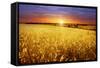 Colorful Sunset over Wheat Field.-Elenamiv-Framed Stretched Canvas
