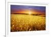 Colorful Sunset over Wheat Field.-Elenamiv-Framed Photographic Print