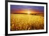 Colorful Sunset over Wheat Field.-Elenamiv-Framed Photographic Print