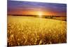 Colorful Sunset over Wheat Field.-Elenamiv-Mounted Photographic Print