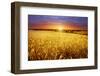 Colorful Sunset over Wheat Field.-Elenamiv-Framed Photographic Print