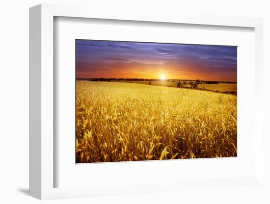 Colorful Sunset over Wheat Field.-Elenamiv-Framed Photographic Print