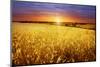 Colorful Sunset over Wheat Field.-Elenamiv-Mounted Photographic Print